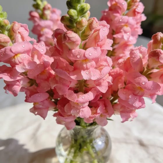 Bunga Segar Snapdragon