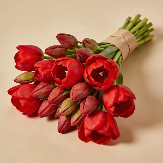 Bunga Segar Tulip Merah Potong