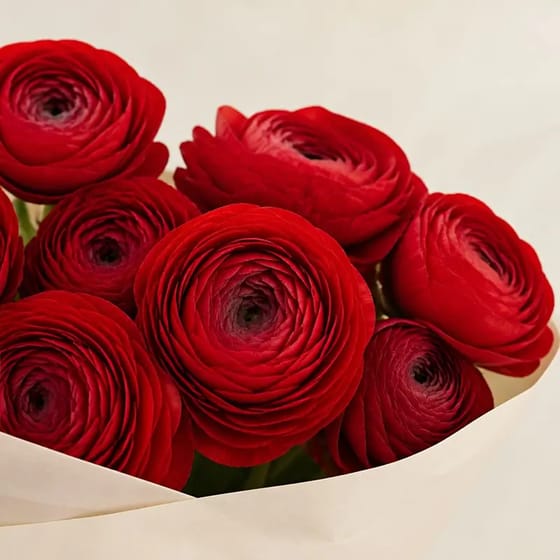 Bunga Segar Ranunculus Merah