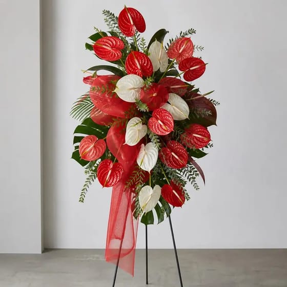 Bunga Ucapan Selamat Anthurium