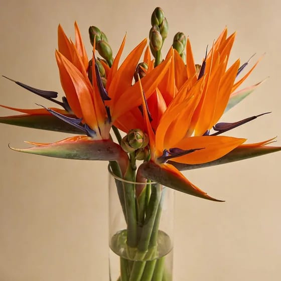 Karangan Bunga Bird of Paradise
