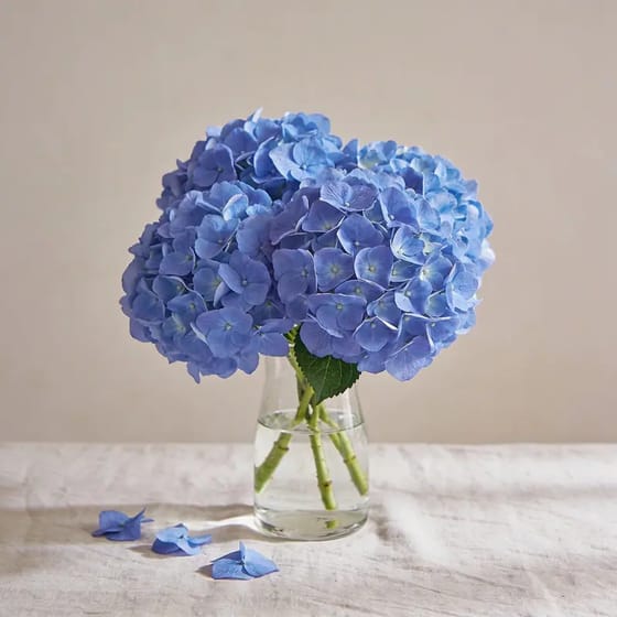 Bunga Segar Hydrangea Meja