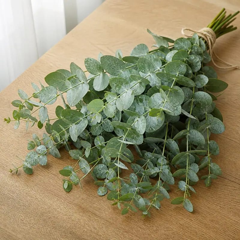 Bunga Segar Eucalyptus Pelengkap