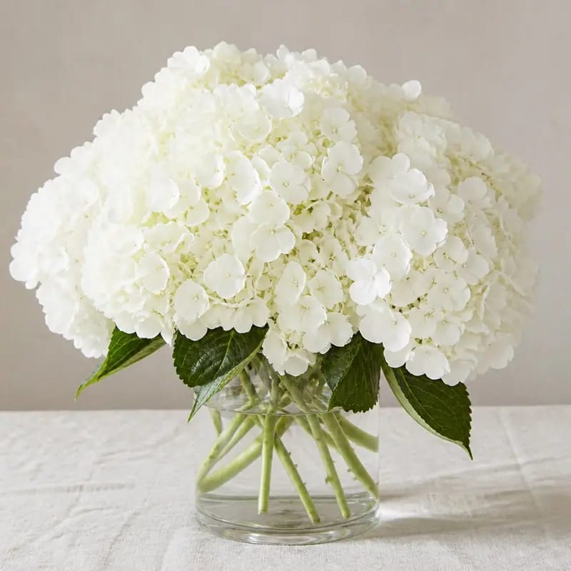 Bunga Segar Hydrangea Putih