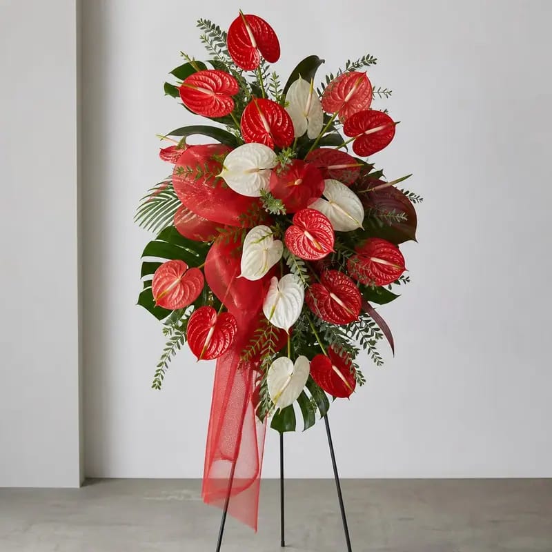 Bunga Ucapan Selamat Anthurium