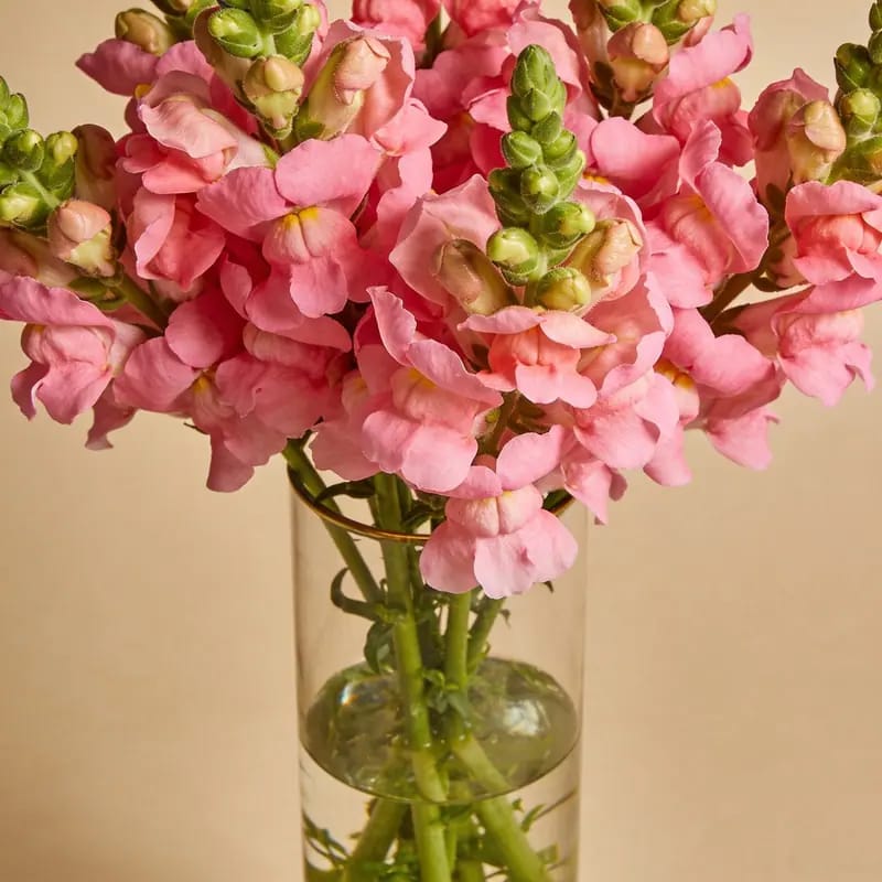 Karangan Bunga Snapdragon Pink