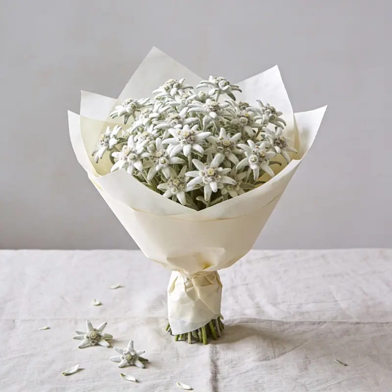 Buket Bunga Edelweiss Artistik